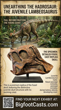 Load image into Gallery viewer, Lambeosaurus Dinosaur Skull Cast Replica Resin Duckbilled Hadrosaur
