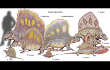 Load image into Gallery viewer, Dimetrodon half skeleton cast replica 2025