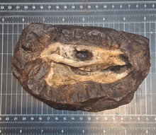 Load image into Gallery viewer, Eohippus (Hyracotherium) Horse skull cast replica