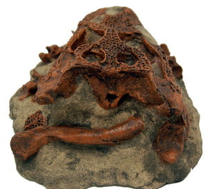 Brachychampsa montana, alligator skull cast replica Latimeria