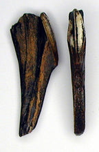 Charger l'image dans la galerie, Edmontosaurus Tooth Cast Replica #4 Dinosaur