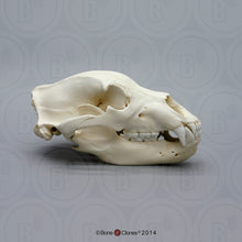Load image into Gallery viewer, Bear: Grizzly Bear skull Cast Replica Bone Clones (Updated 2026) Kodiak