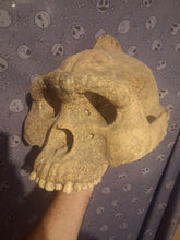 Cargar imagen en el visor de la galería, Bigfoot Skull Gigantopithecus Skull #2 Skull only No Jaw