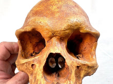Load image into Gallery viewer, Human Male Australian Aboriginal Skull Painted
BC-031P Bone Clones (2026)