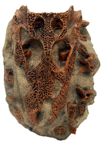 Brachychampsa montana, alligator skull cast replica Latimeria