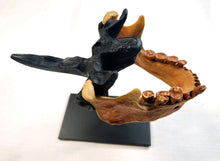 Load image into Gallery viewer, Human Male Australian Aboriginal Skull Painted
BC-031P Bone Clones (2026)