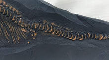 Laden Sie das Bild in den Galerie-Viewer, Ichyosaurus skeleton cast 57 inches long replica (TMF ICHTY 57")