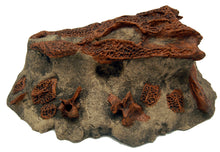 Cargar imagen en el visor de la galería, Brachychampsa montana, alligator skull cast replica Latimeria