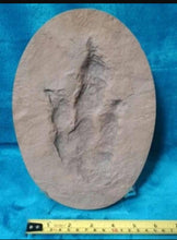 Laden Sie das Bild in den Galerie-Viewer, Grallator Dinosaur Track #3 cast replica Theropod