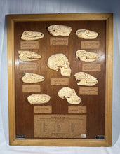 Load image into Gallery viewer, Antique Ward’s Girard Natural Science – “Evolution of the Human Skull” Anatomical Model