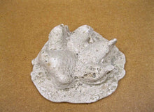 Load image into Gallery viewer, Mountain Lion Paw Track Plaster Cast Adirondacks, Puma 1940