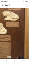 Load image into Gallery viewer, Antique Ward’s Girard Natural Science – “Evolution of the Human Skull” Anatomical Model