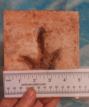 Cargar imagen en el visor de la galería, Anomoepus Dinosaur Footprint Track Cast Replica Carnosaur Jurassic Virginia replica