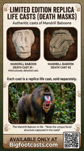 Load image into Gallery viewer, Baboon: Mandrill Baboon Death Cast #2 Replica Life Cast