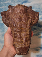 Load image into Gallery viewer, Pawpawsaurus Nodosaurid Ankylosaur skull (lacking mandible) Dinosaur Ankylosaurus skull cast replica