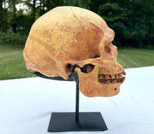 Load image into Gallery viewer, Human Male Australian Aboriginal Skull Painted
BC-031P Bone Clones (2026)