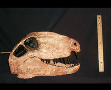 Load image into Gallery viewer, Dimetrodon half skeleton cast replica 2025