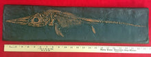 Cargar imagen en el visor de la galería, Replica Fossil Ichyosaurus communis skull Cast 23 inches long replica (TMF ICHTY 23")