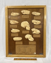 Load image into Gallery viewer, Antique Ward’s Girard Natural Science – “Evolution of the Human Skull” Anatomical Model