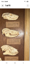 Load image into Gallery viewer, Antique Ward’s Girard Natural Science – “Evolution of the Human Skull” Anatomical Model