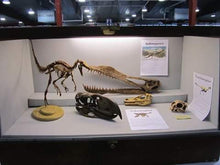 Load image into Gallery viewer, Dinosaur rental package #2026
