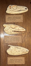 Load image into Gallery viewer, Antique Ward’s Girard Natural Science – “Evolution of the Human Skull” Anatomical Model