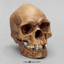 Load image into Gallery viewer, Human Male Australian Aboriginal Skull Painted
BC-031P Bone Clones (2026)