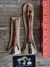 Load image into Gallery viewer, Horse legs and hooves cast replicas (Teaching quality) painted