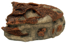 Load image into Gallery viewer, Brachychampsa montana, alligator skull cast replica Latimeria