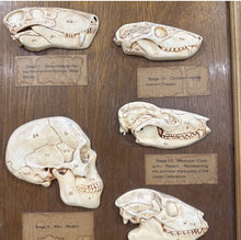 Load image into Gallery viewer, Antique Ward’s Girard Natural Science – “Evolution of the Human Skull” Anatomical Model