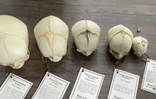 Cargar imagen en el visor de la galería, Bone Clones Fetal Human Skulls Set Of 5 Homo sapiens 20 To 40 Weeks Medical replicas casts reproductions