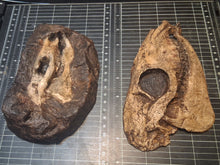 Load image into Gallery viewer, Eohippus (Hyracotherium) Horse skull cast replica