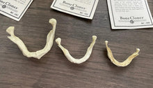 Charger l&#39;image dans la galerie, Bone Clones Fetal Human Skulls Set Of 5 Homo sapiens 20 To 40 Weeks Medical replicas casts reproductions