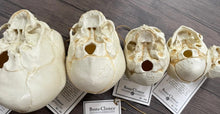画像をギャラリービューアに読み込む, Bone Clones Fetal Human Skulls Set Of 5 Homo sapiens 20 To 40 Weeks Medical replicas casts reproductions