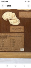 Load image into Gallery viewer, Antique Ward’s Girard Natural Science – “Evolution of the Human Skull” Anatomical Model