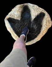 Load image into Gallery viewer, Tyrannosaurus Rex T.rex footprint track cast replica #1 T-rex