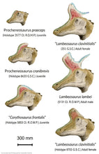 Load image into Gallery viewer, Lambeosaurus Dinosaur Skull Cast Replica Resin Duckbilled Hadrosaur