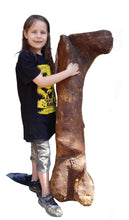 画像をギャラリービューアに読み込む, (Half) T.rex femur cast replica #1 Ivan the T-Rex
