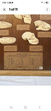Load image into Gallery viewer, Antique Ward’s Girard Natural Science – “Evolution of the Human Skull” Anatomical Model