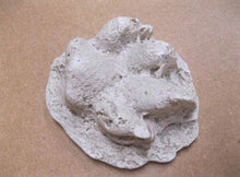 Load image into Gallery viewer, Mountain Lion Paw Track Plaster Cast Adirondacks, Puma 1940