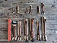 Load image into Gallery viewer, Horse legs and hooves cast replicas (Teaching quality) painted