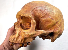 Load image into Gallery viewer, Human Male Australian Aboriginal Skull Painted
BC-031P Bone Clones (2026)
