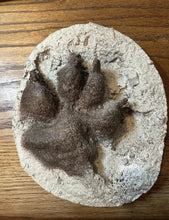 Laden Sie das Bild in den Galerie-Viewer, Wolf: Daniel Wyoming Pack Paw Print Plaster Track Cast Replica