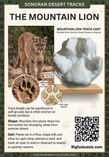 Load image into Gallery viewer, Mountain Lion (Cougar) footprint cast replica Mt Lion #1