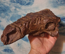 Load image into Gallery viewer, Pawpawsaurus Nodosaurid Ankylosaur skull (lacking mandible) Dinosaur Ankylosaurus skull cast replica