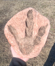 Load image into Gallery viewer, Dinosaur Large Footprint Track Cast Replica Carnosaur Jurassic Virginia replica Theropod Grallator