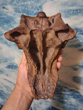 Load image into Gallery viewer, Pawpawsaurus Nodosaurid Ankylosaur skull (lacking mandible) Dinosaur Ankylosaurus skull cast replica