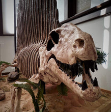 Load image into Gallery viewer, Dimetrodon half skeleton cast replica 2025
