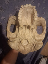 Cargar imagen en el visor de la galería, Bigfoot Skull Gigantopithecus Skull #2 Skull only No Jaw
