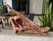 画像をギャラリービューアに読み込む, Saurolophus skull cast replica